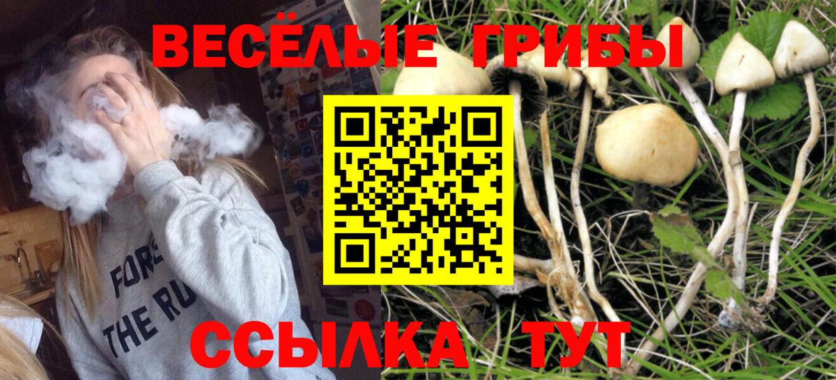 Псилоцибиновые грибы Psilocybe  Вход с VPN  Красный Сулин 